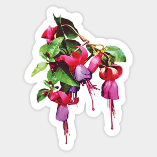 Fuchsias - Fuchsias Marsha Sticker